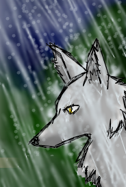 Wolf in the rain