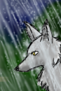 Wolf in the rain