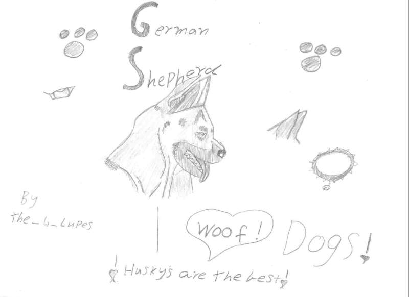 german shepherd