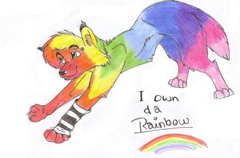 rainbow dog