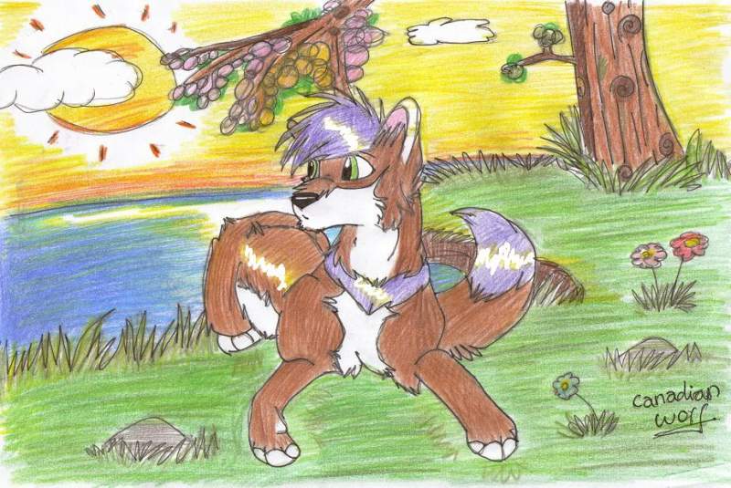 sam in sunset