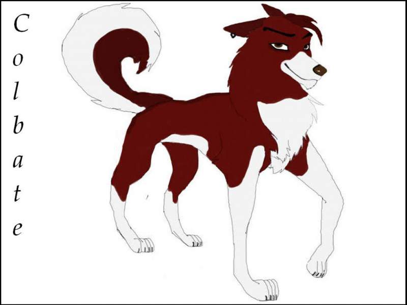 Colbate, son of Balto 