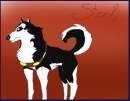 Steel ( bad dog )