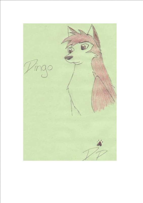 Dingo