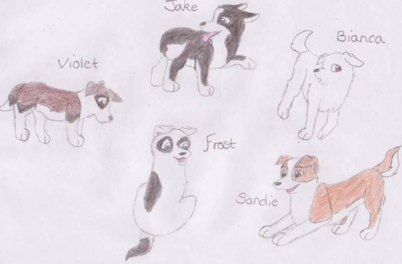 Rush and Saskia's puppies