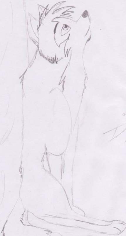Quick Sketch of Dingo