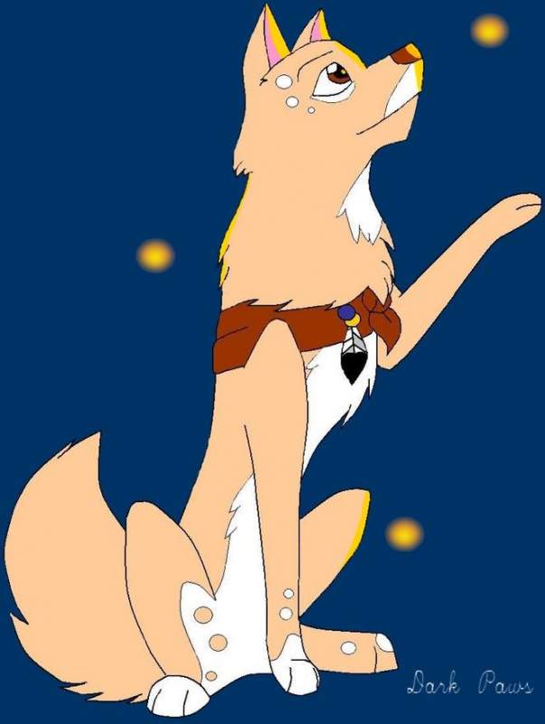 2nd place - surfin wolf