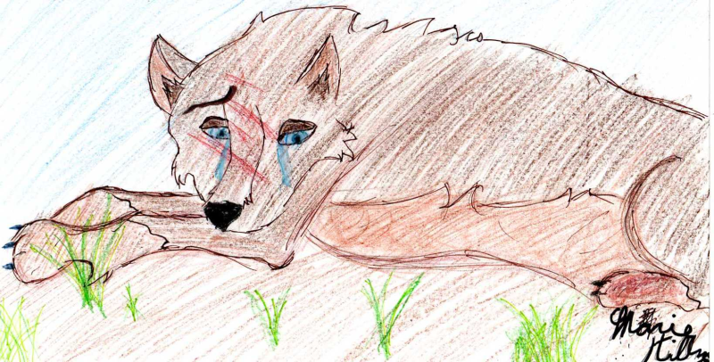 sad wolf