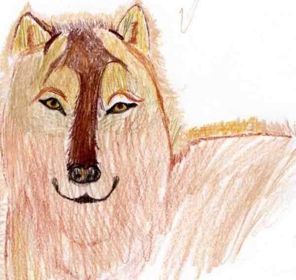 wolf