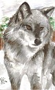 Balto as a True Wolf