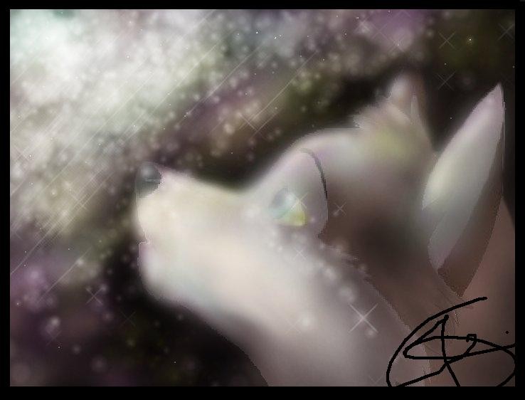 Le spetacle de la nuit