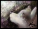 Le spetacle de la nuit