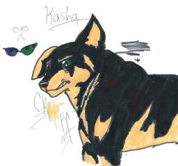 Kasha