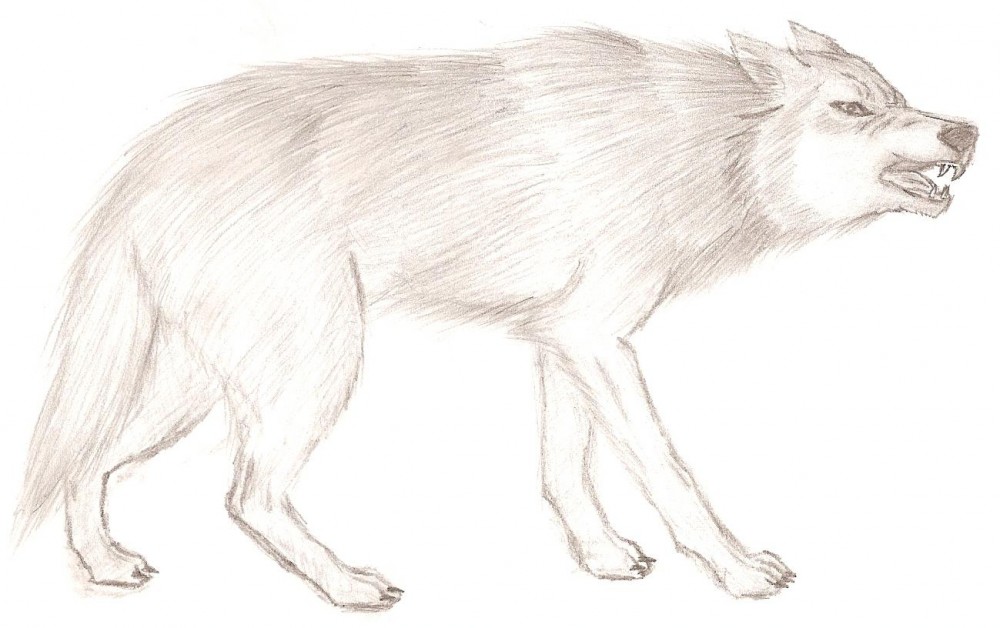 Mad Wolf