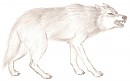 Mad Wolf