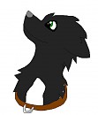 Dawn headshot
