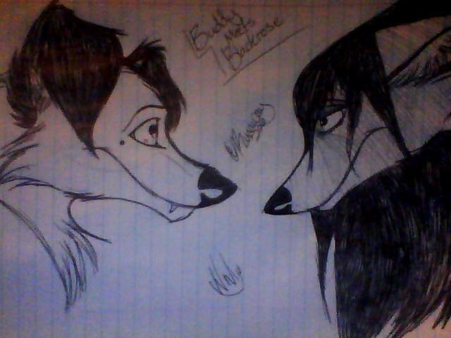 Buddy & Blackrose