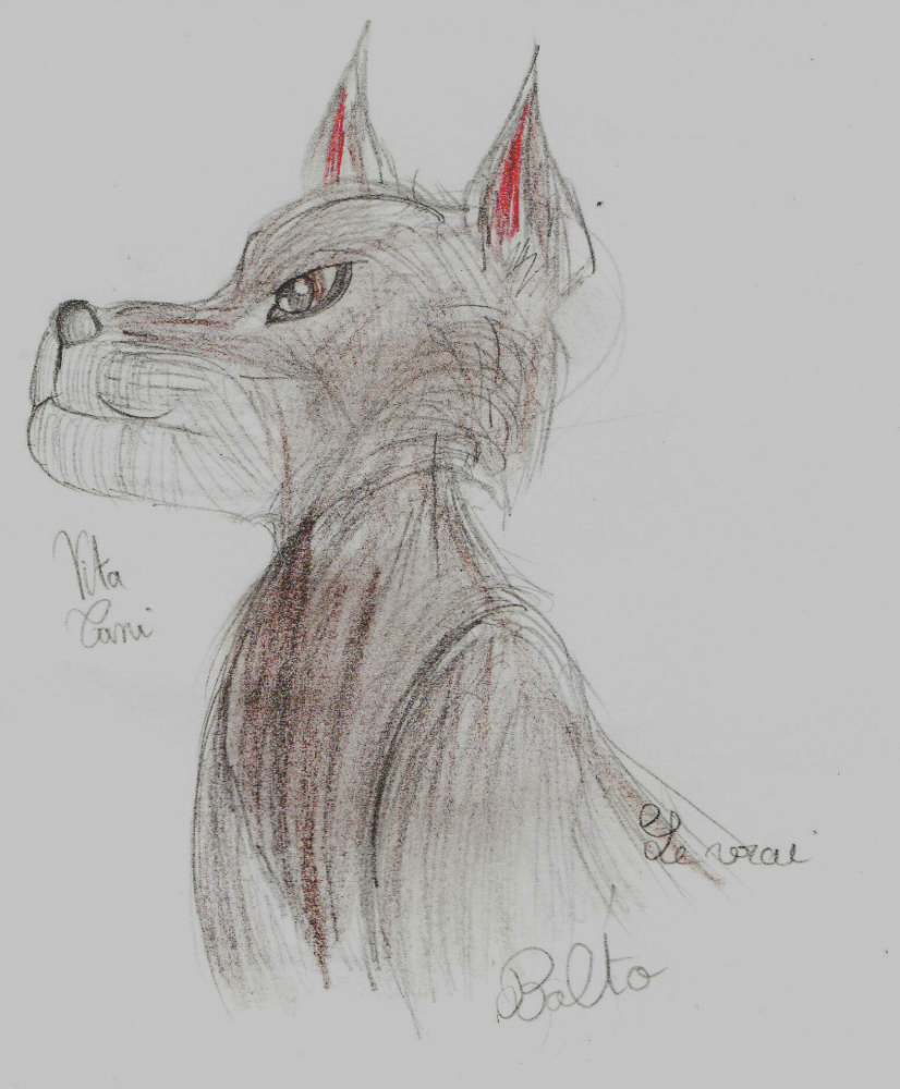 Le vrai Balto