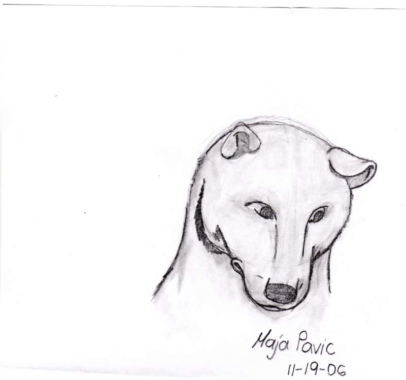 Dingo