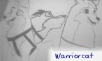 warriorcat