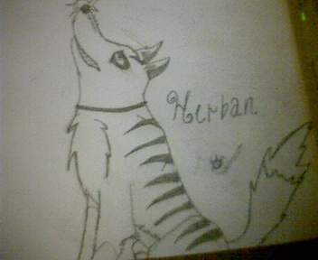 herban the coyote2