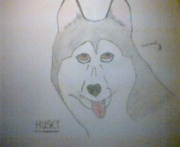 gray husky