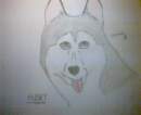 gray husky