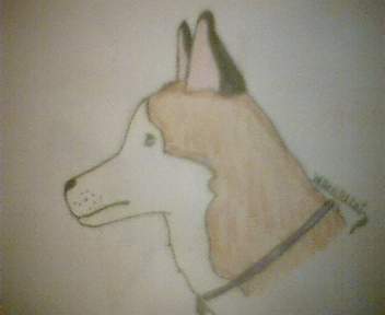 brown husky