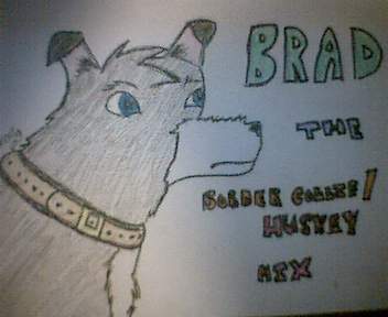 Brad the Border Collie Husky mix