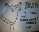 Brad the Border Collie Husky mix