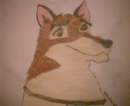 Balto's face