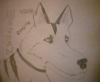 Herban the coyote1