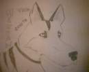 Herban the coyote1