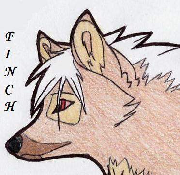 Finch Headshot