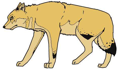 Fursona Desgin #4
