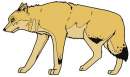 Fursona Desgin #4