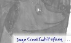 snow sage
