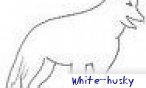 white_husky