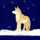 Night walk