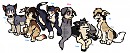 Fan Pups