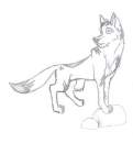 Random wolf