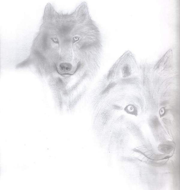beautiful wolves