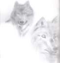 beautiful wolves