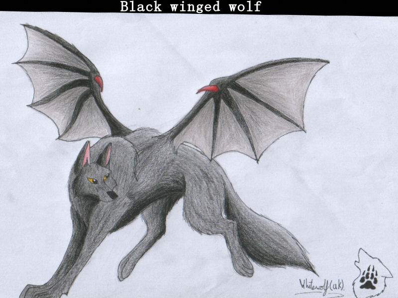 Black winged wolf