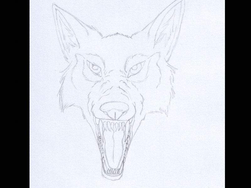 Snarling Wolf head