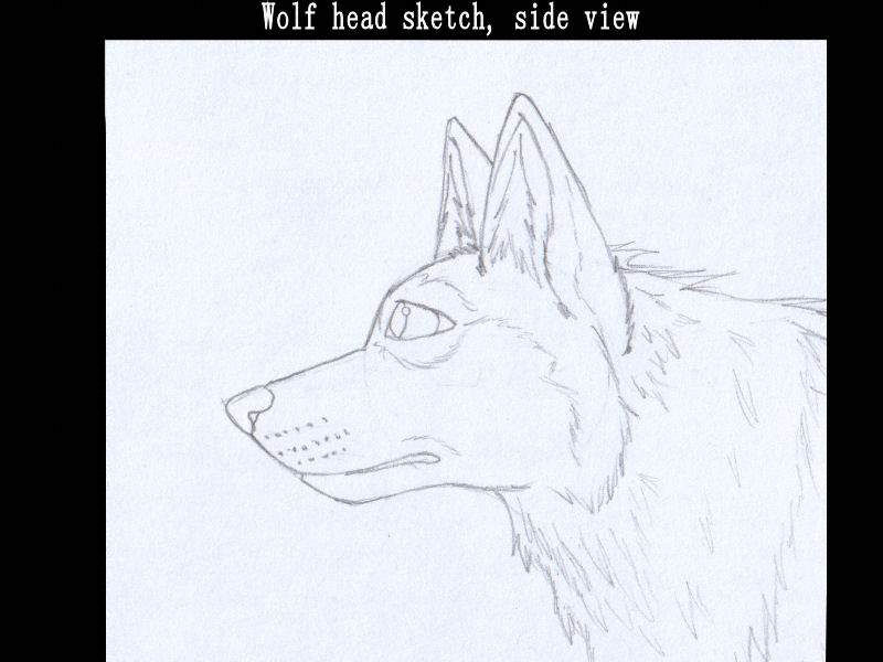 Wolf head sketch, side view