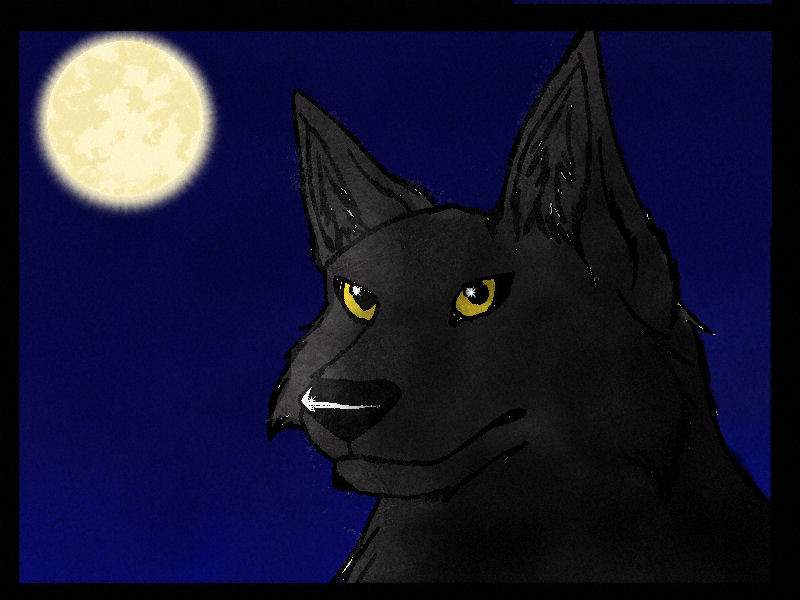 Wolfie at night