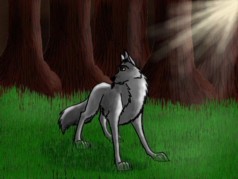 Wolf in clearing in woods