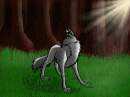 Wolf in clearing in woods