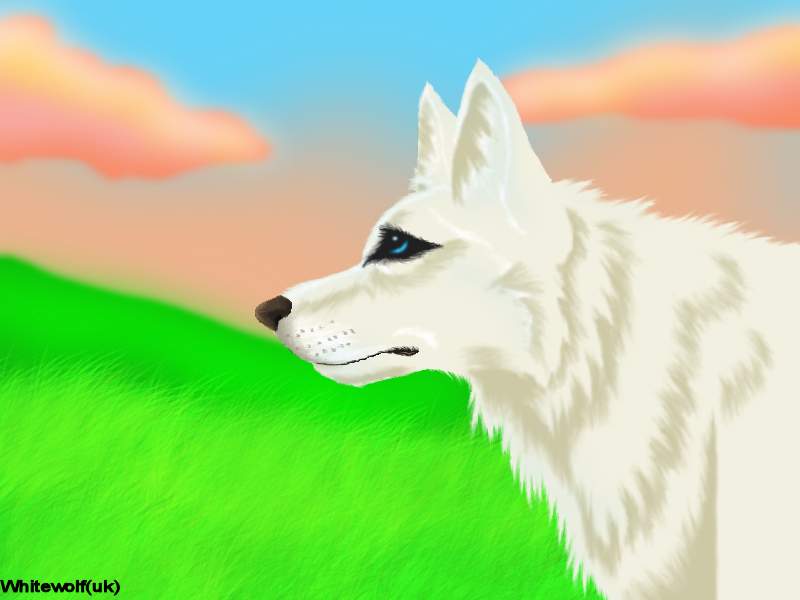 White wolfie in meadow
